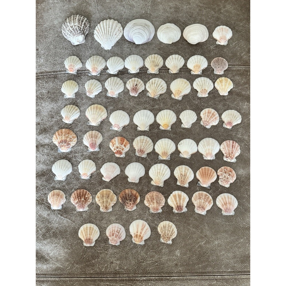 Lot of 58 Vintage Scallop Clam Fan Shells‎ Seashells 2-3.5"